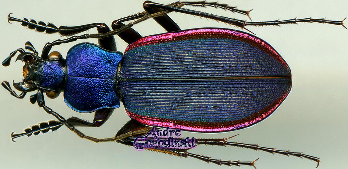 http://www.gorodinski.ru/carabus/Diocarabus caustomarginatus.jpg